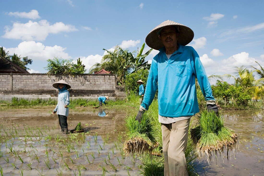 Reisbauer hält Reispflanze
