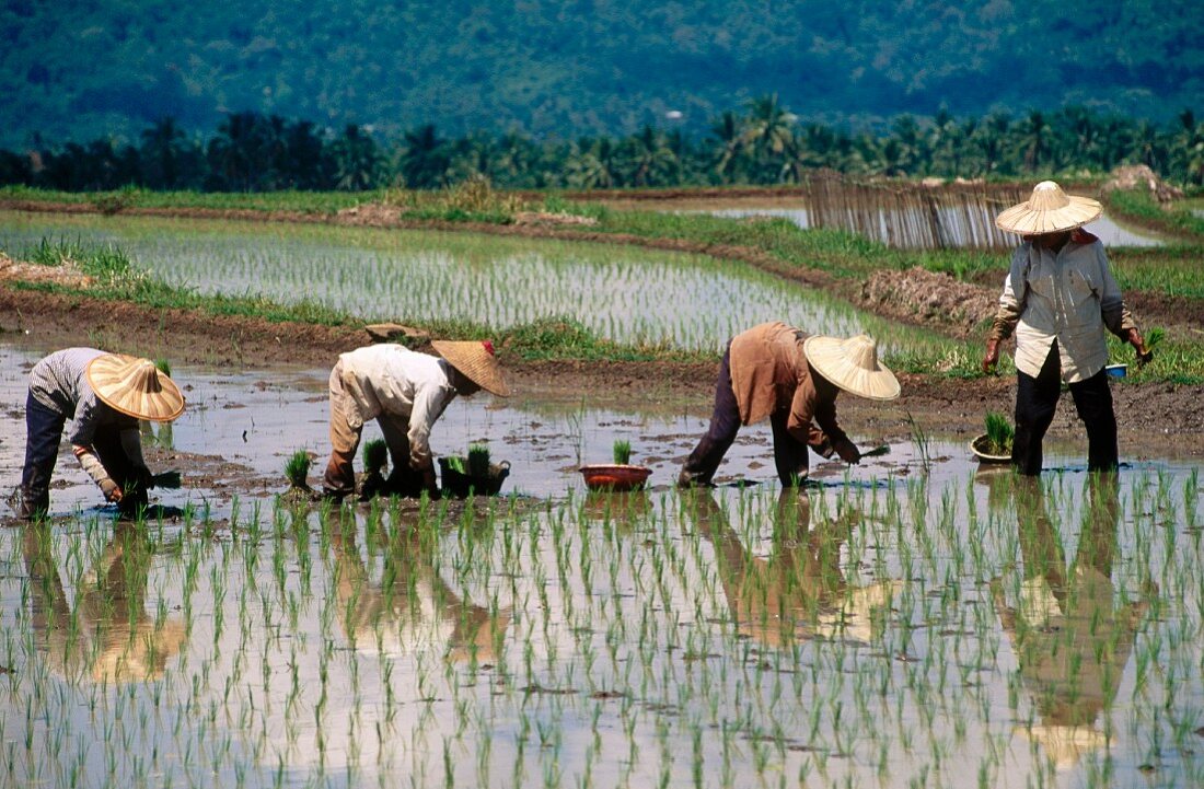 Reisbauern beim Einsetzen von Reispflanzen