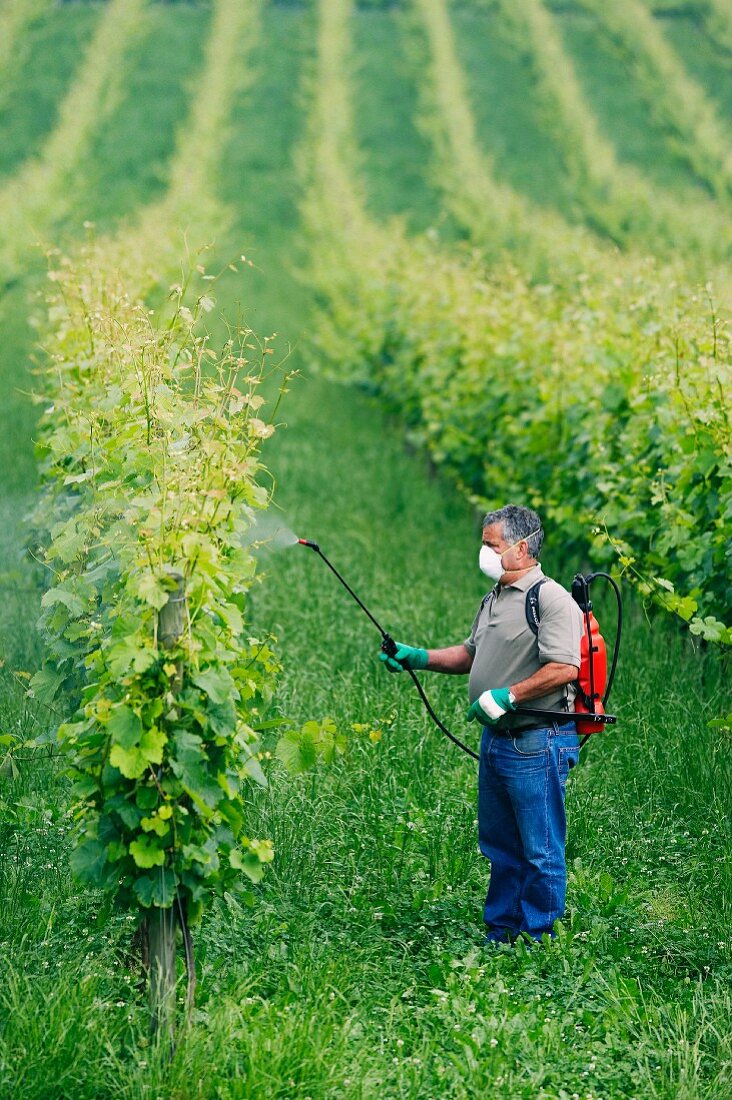 Farmer treating plant with sprayer, Euskadi, Spain