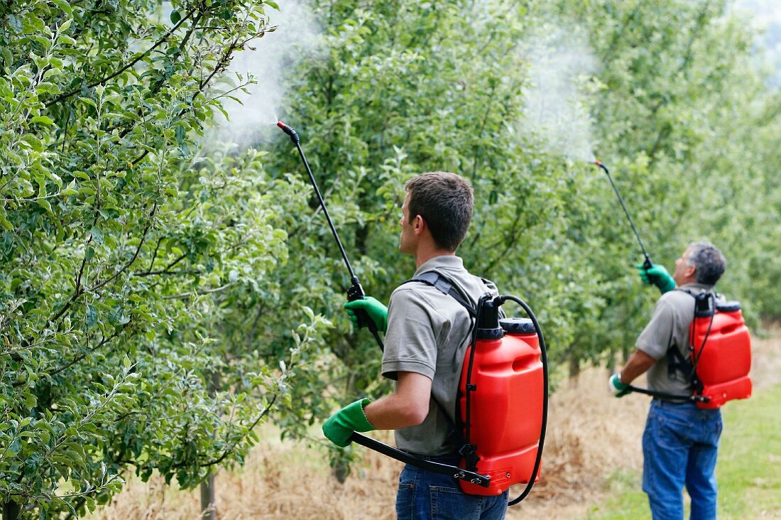 Landwirte bei der Behandlung von Obstbäumen mit einem Sprühgerät (Insektizide, Pestizide), Apfelbäume, Gipuzkoa, Euskadi, Spanien