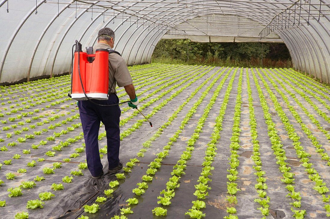 Landwirt mit Sprühgerät im Gewächshaus für Salat