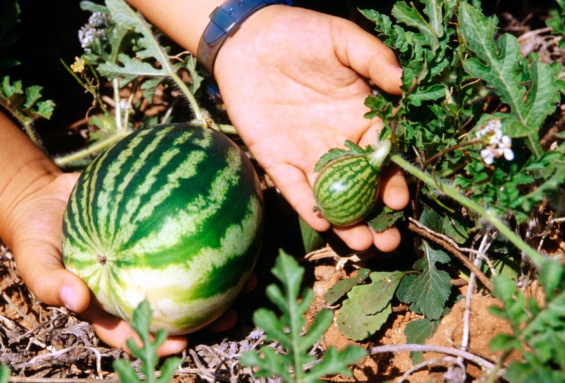 Eine kleine und eine große Wassermelone