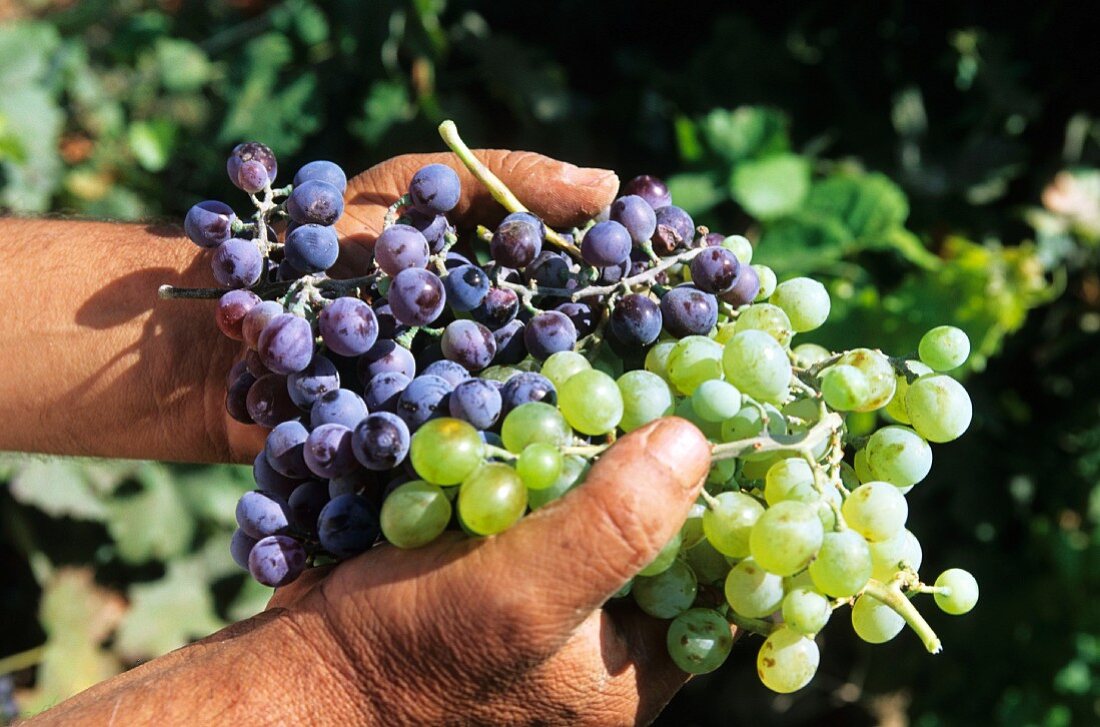 Vineyards, Armenia