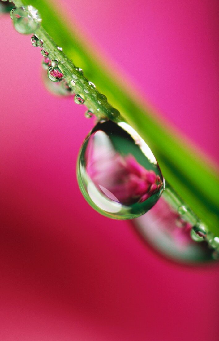 Wassertropfen an einem Blumenstiel