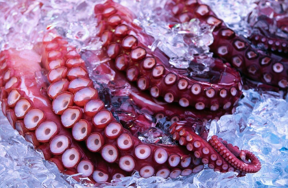 Octopus, Morning market, Hakodate, Japan
