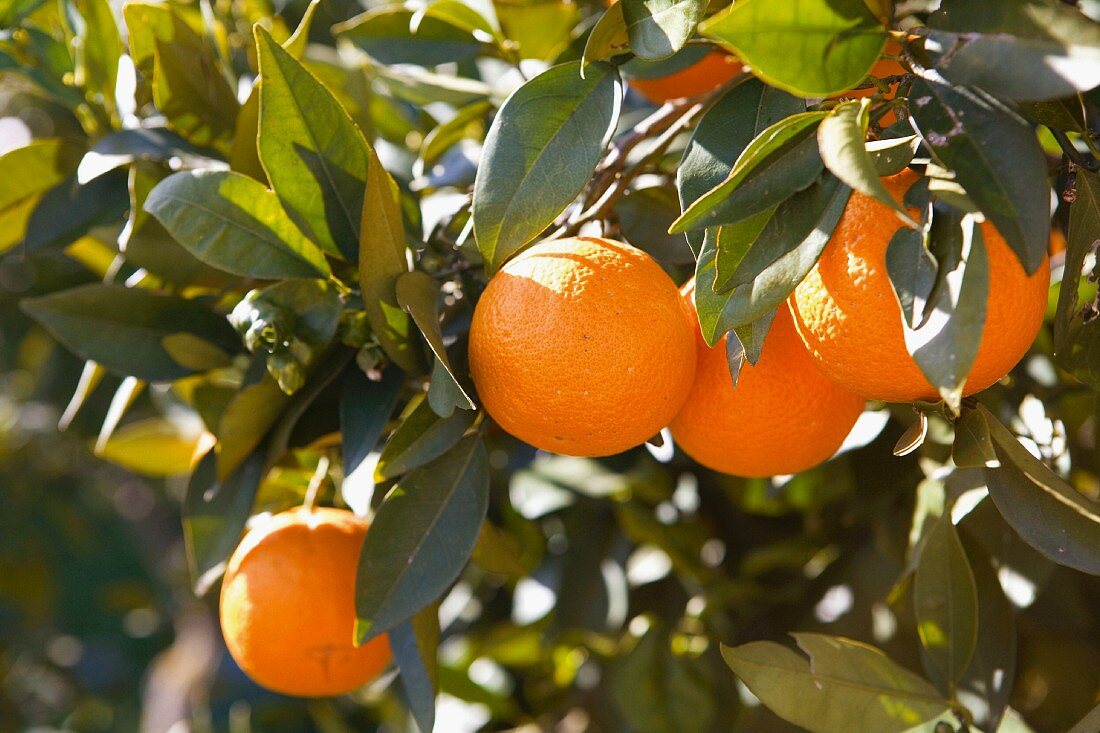 Orangen am Baum