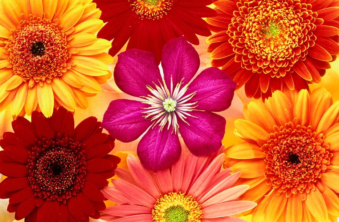 Clematis and gerbera flowers