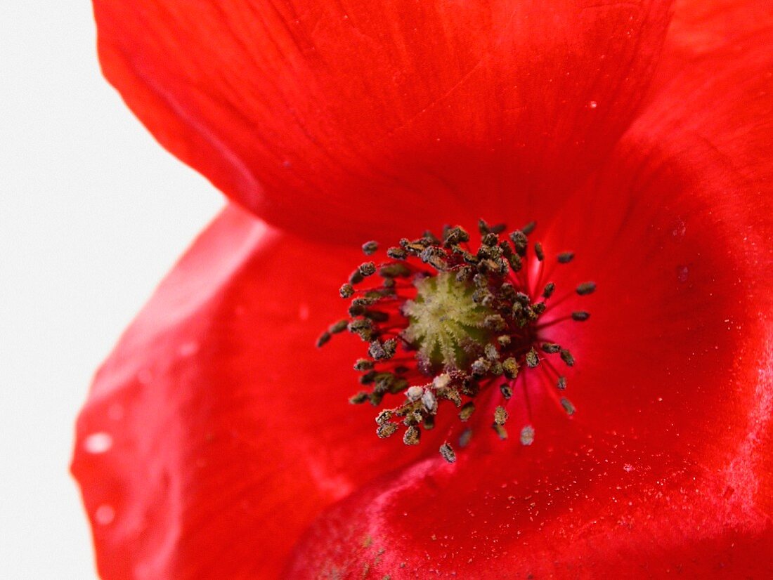 A poppy