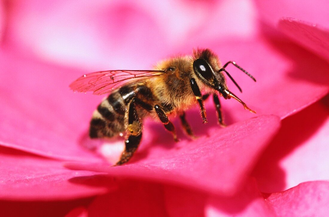 Bee on a flower