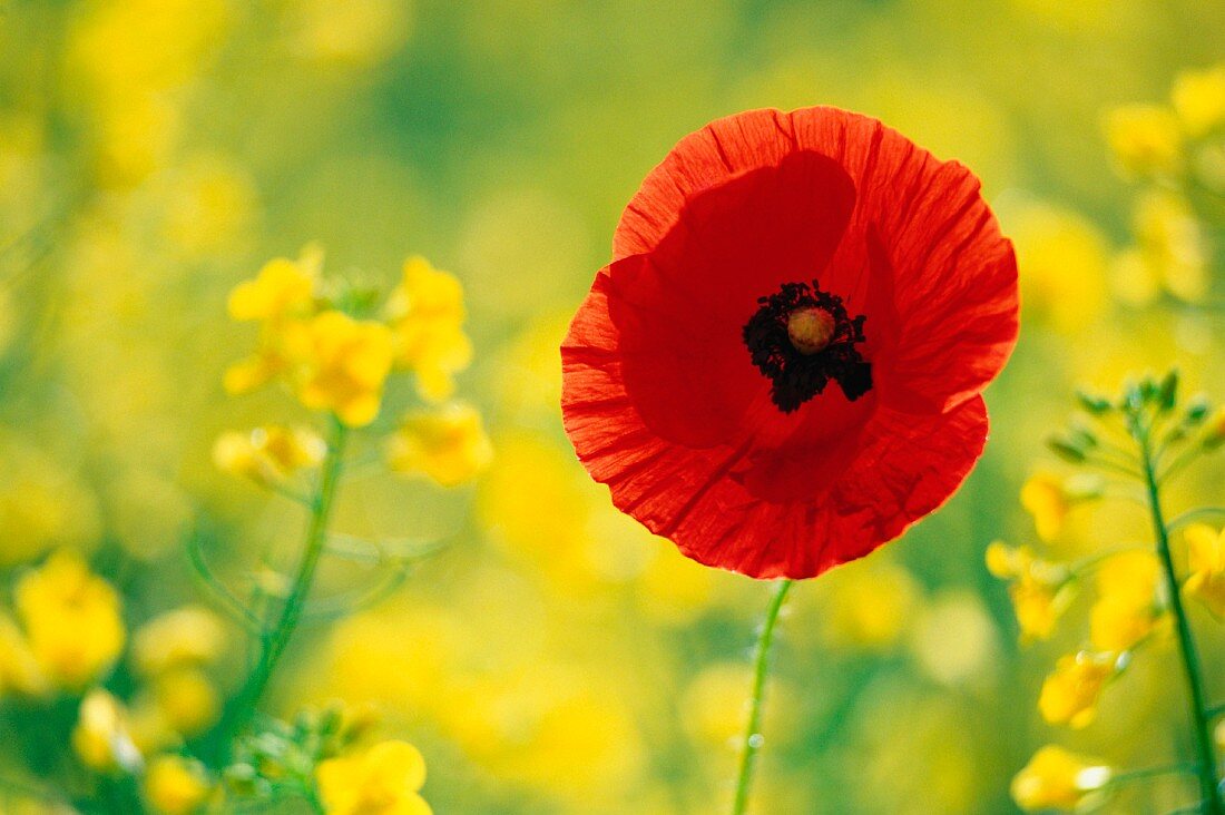 Poppy in a field of flowering oilseed rape