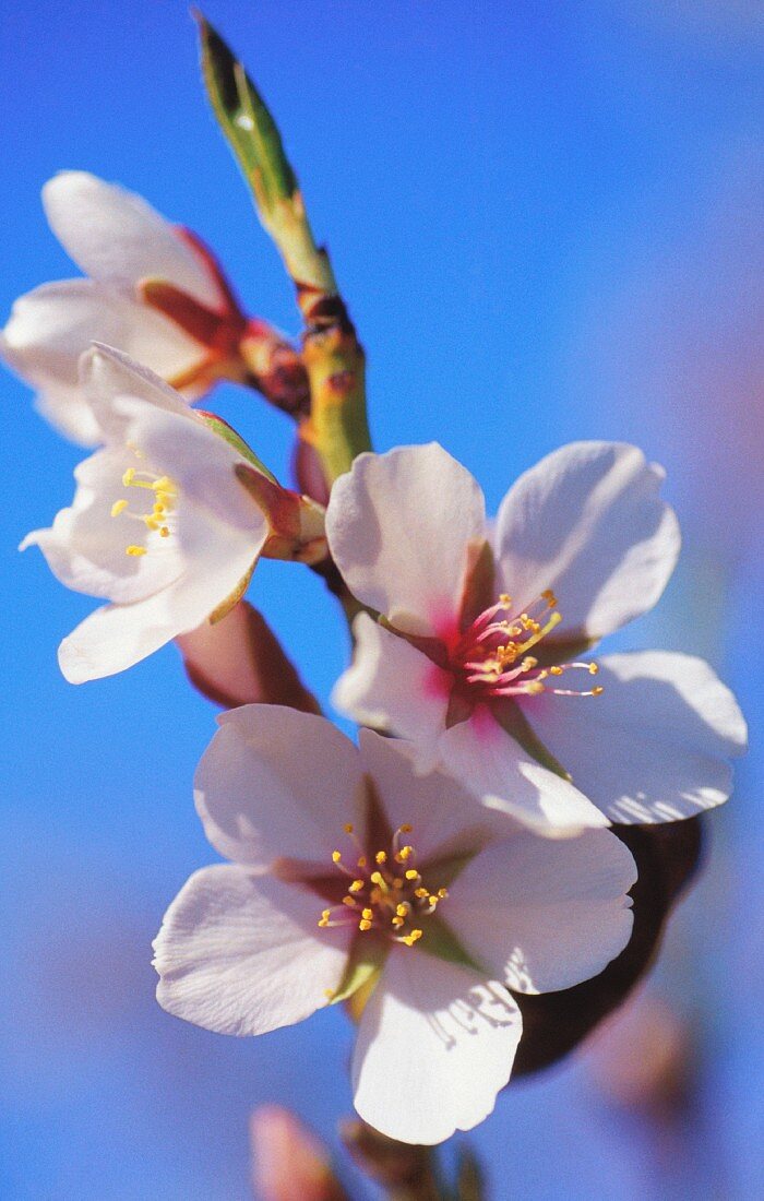 Mandelblüten