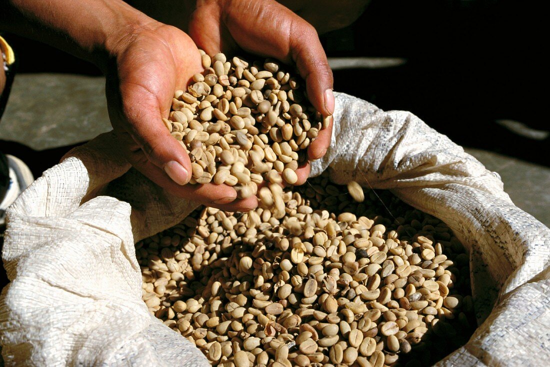 Coffe beans, Los Yungas, Bolivia