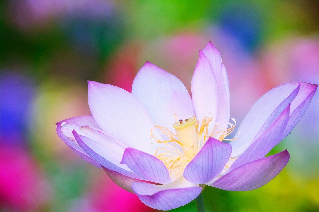 A lotus flower