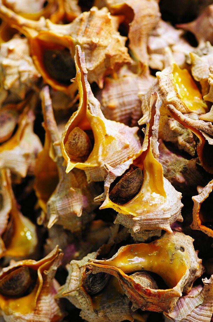 Sea snails, La Boqueria, Barcelona, Spain