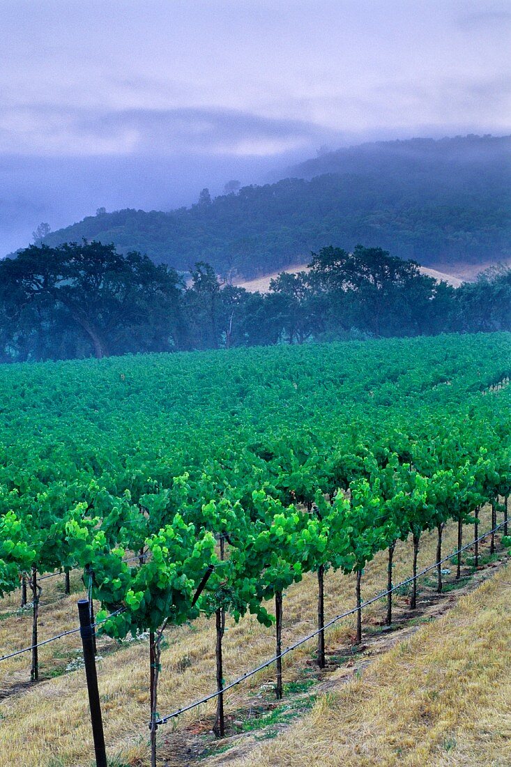 Vineyard in Alexander Valley, Asti, Sonoma County, California, USA