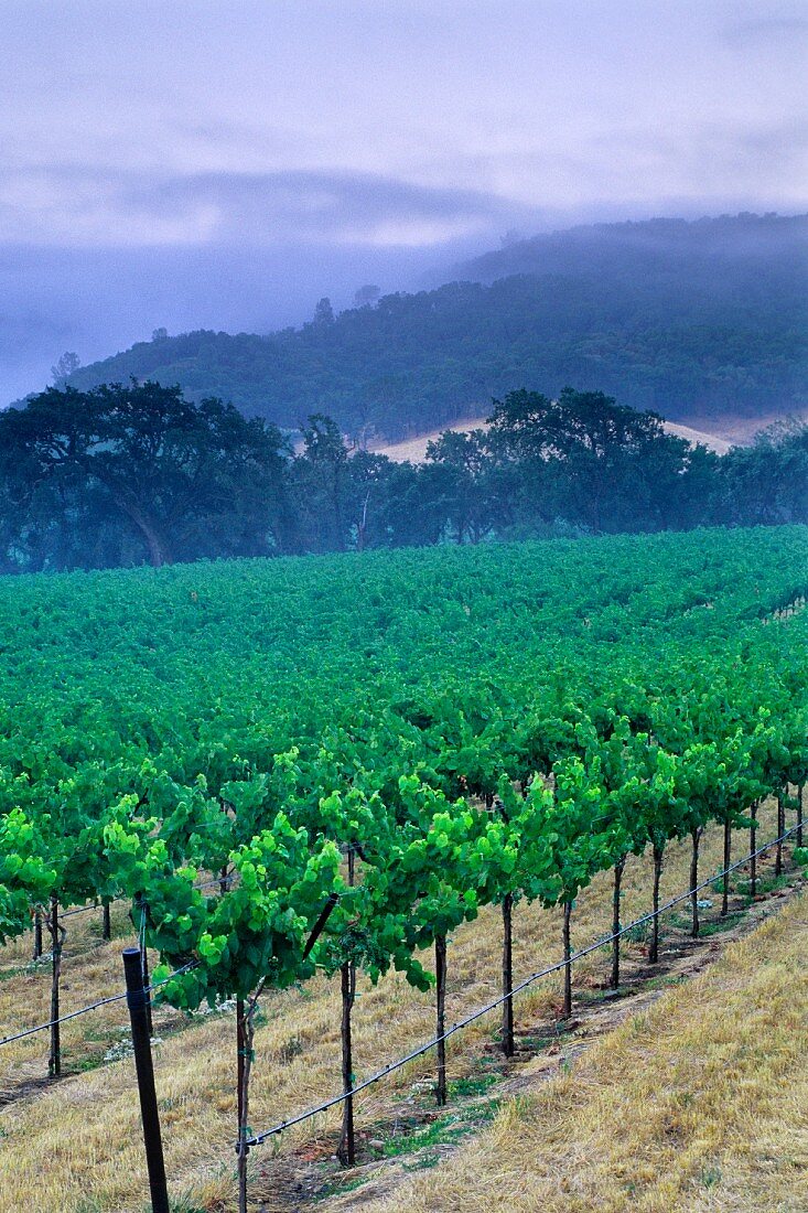 Weinberg im Alexander Valley, Asti, Sonoma County, California, USA