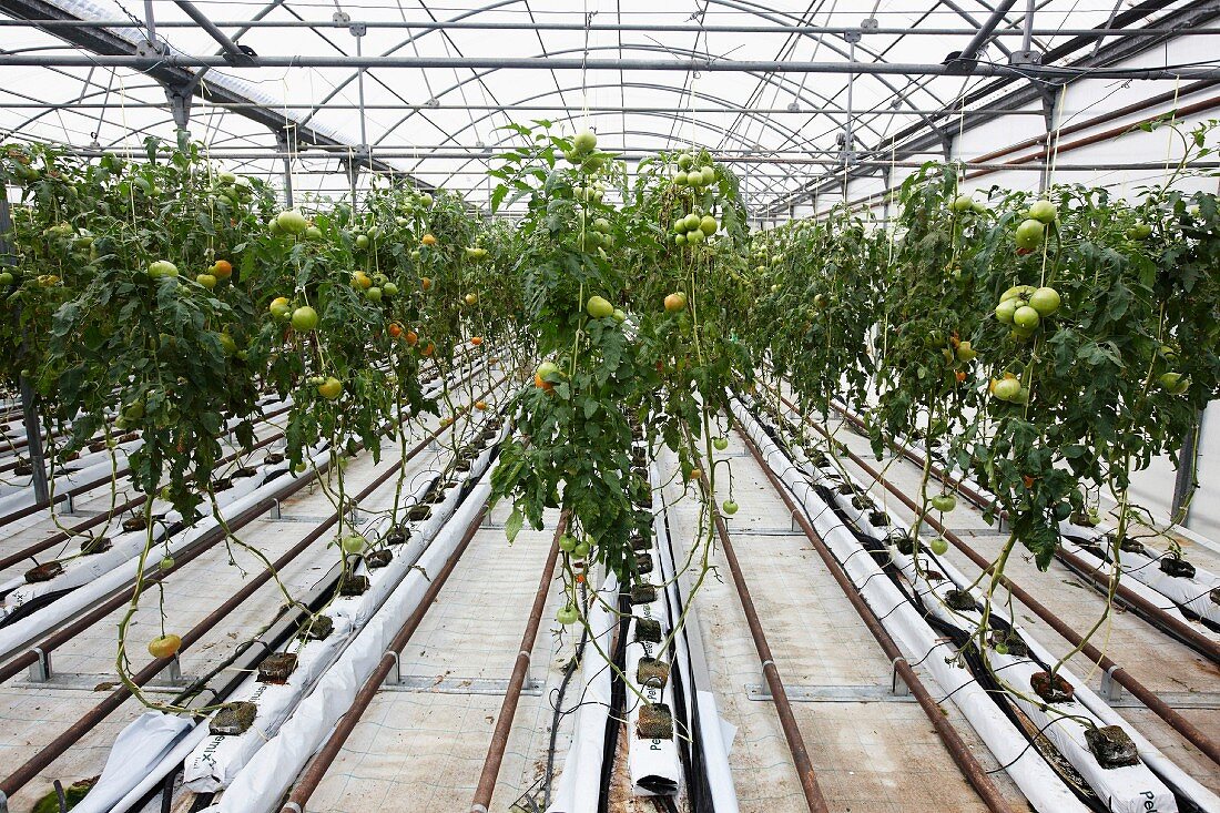 Tomaten in einem Gewächshaus