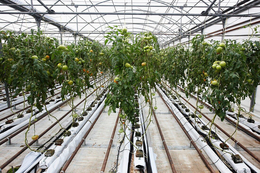Tomaten werden in einem Gewächshaus gezüchtet