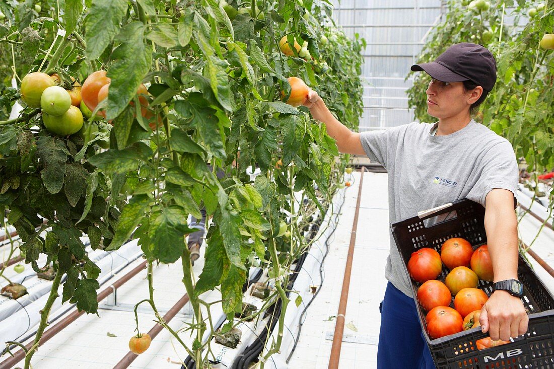 Picking tomatoes in a greenhouse