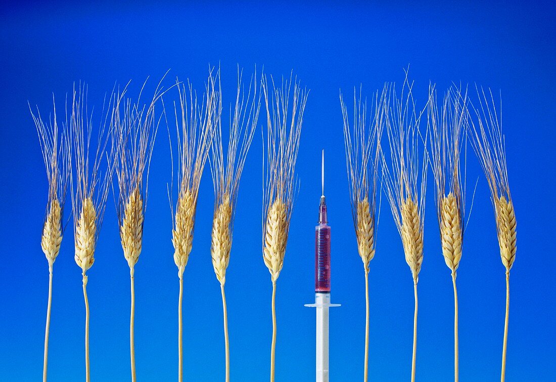 Genetic engineering: cereal ears with a syringe