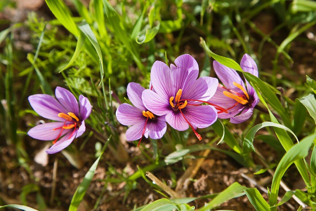 Safrankrokus, Toledo, Castilla-La Mancha, Spanien