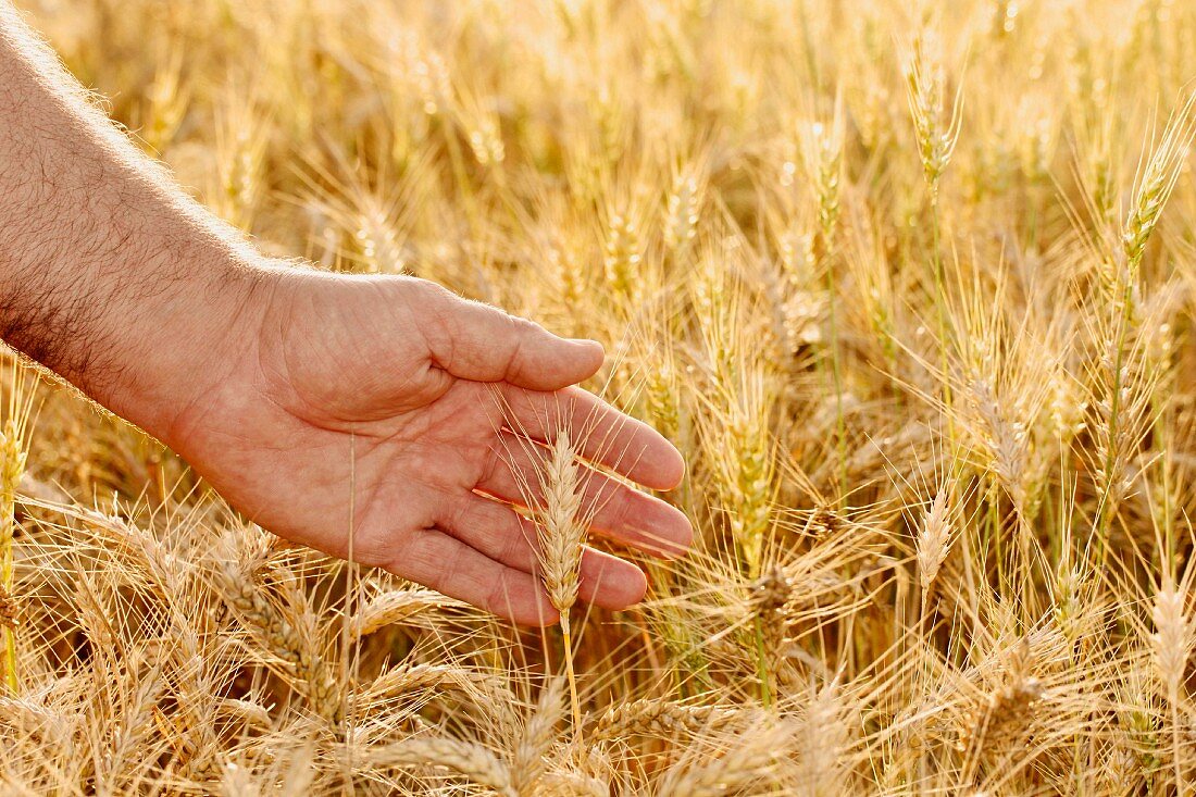 Hand in wheat, Lleida, Catalonia, Spain