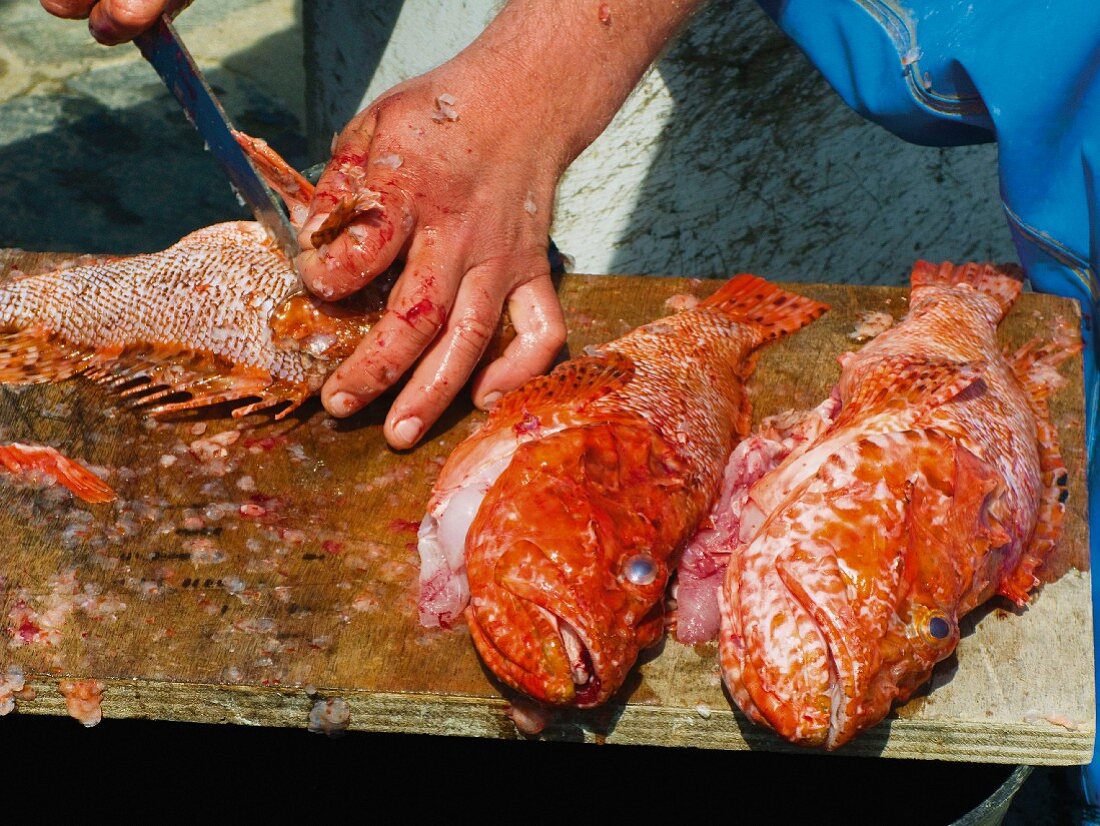 Fisherman gutting scorpionfish, Port Lligat, Costa Brava, Spain