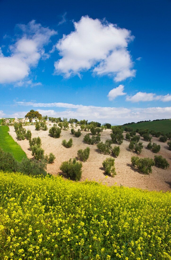 Landscape, Seville, Andalusia, Spain