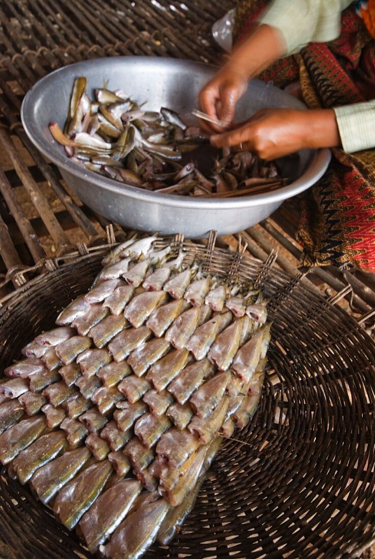 Fisch für den Markt vorbereiten, Kompong Phluk, Kambodscha
