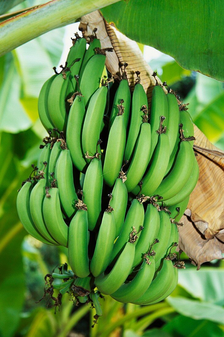 Bananen am Baum, Thailand