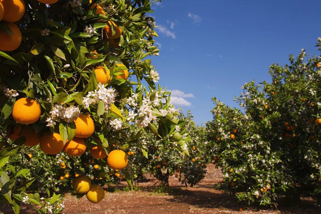 Orangenplantage, Alzira, Ribera, Valencia, Spanien