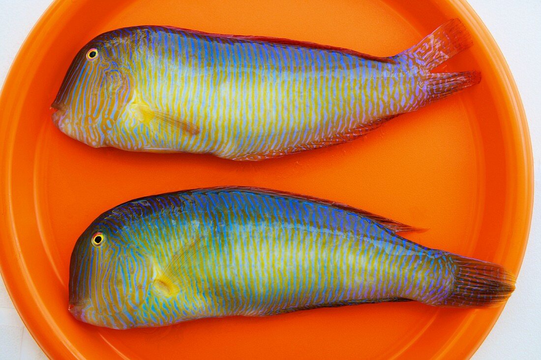 Razor-Fisch (Xyrichtys Novacula)