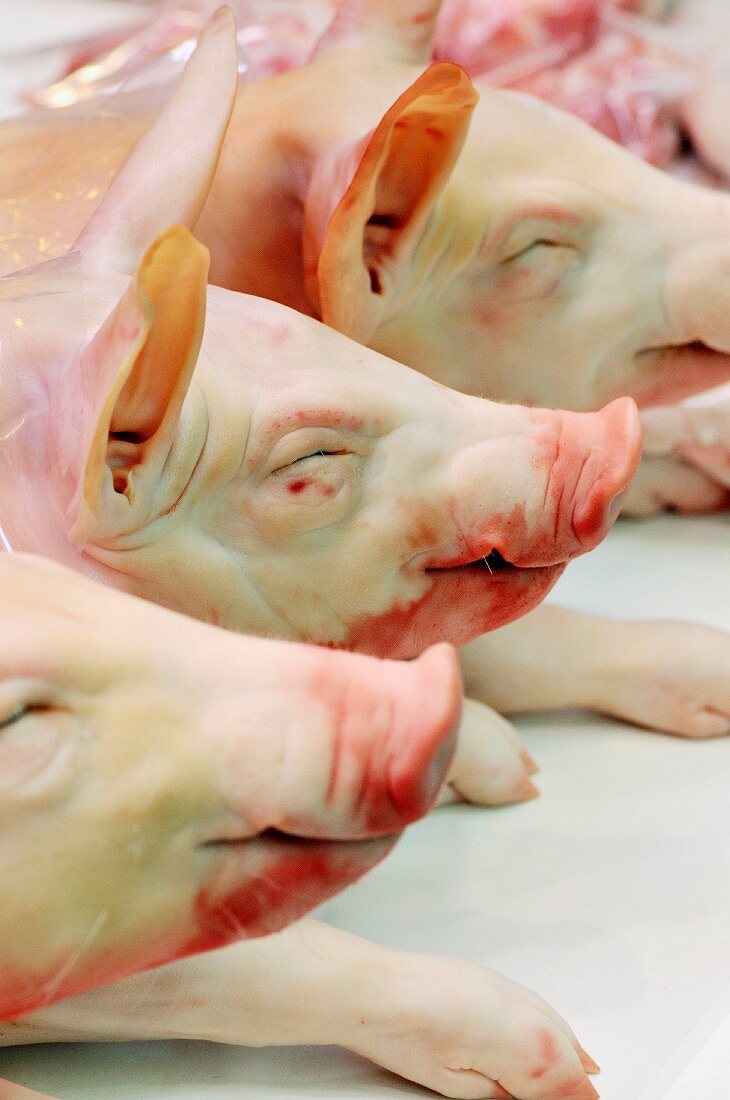 Pigs heads at La Boqueria market, Barcelona, Spain