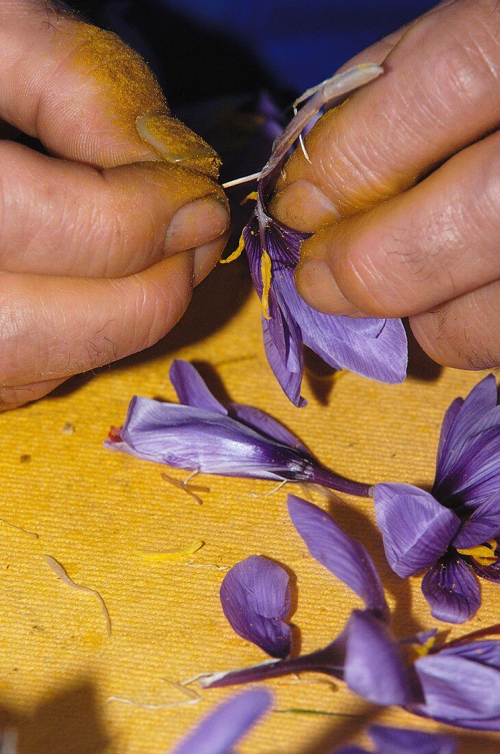 Removing saffron stigmas, Madridejos, Toledo, Castilla-La Mancha, Spain