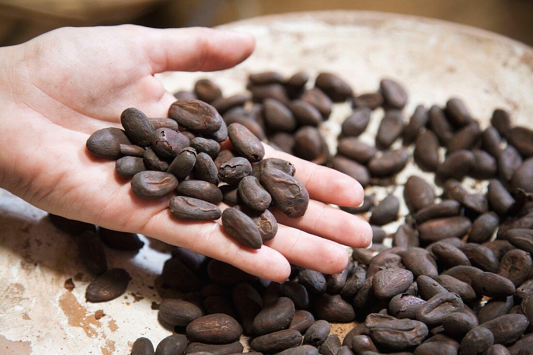 Cocoa beans in someone's hand, Mexico