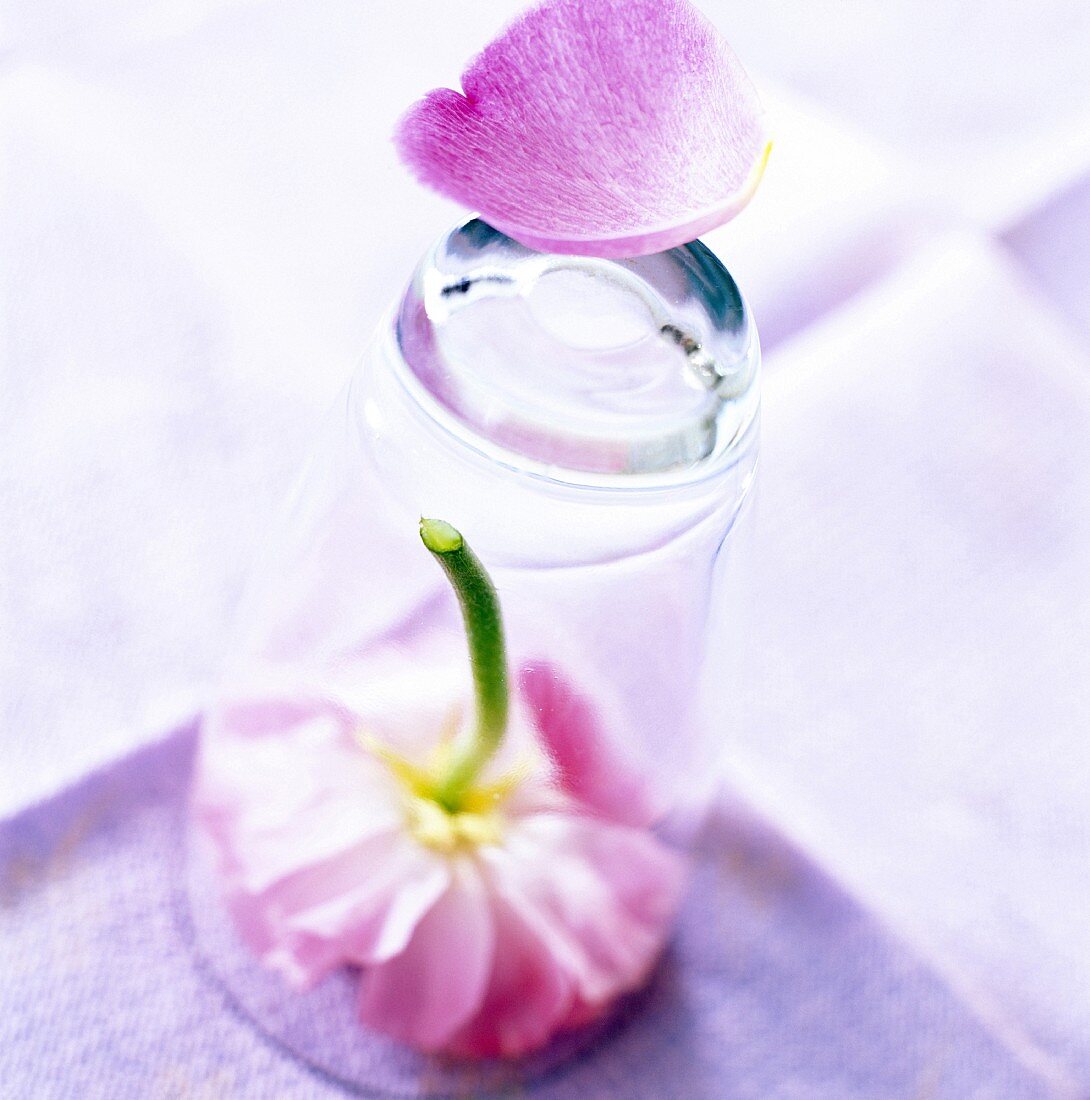 Flower under a glass