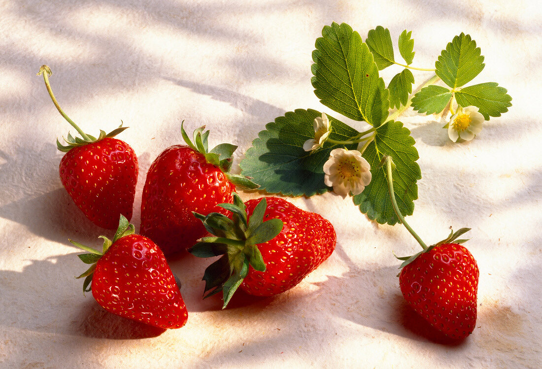 Frische Erdbeeren mit Erdbeerblättern und -blüten