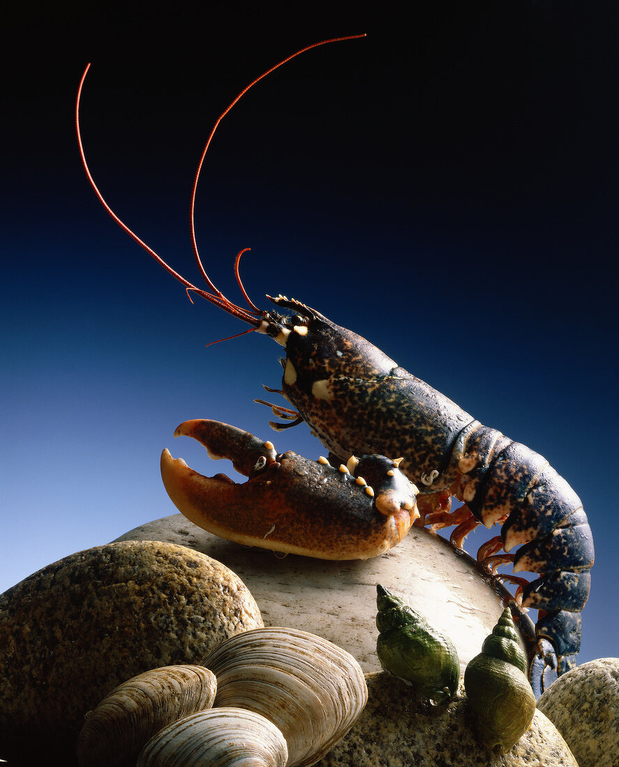 Hummer mit Muscheln auf Steinen