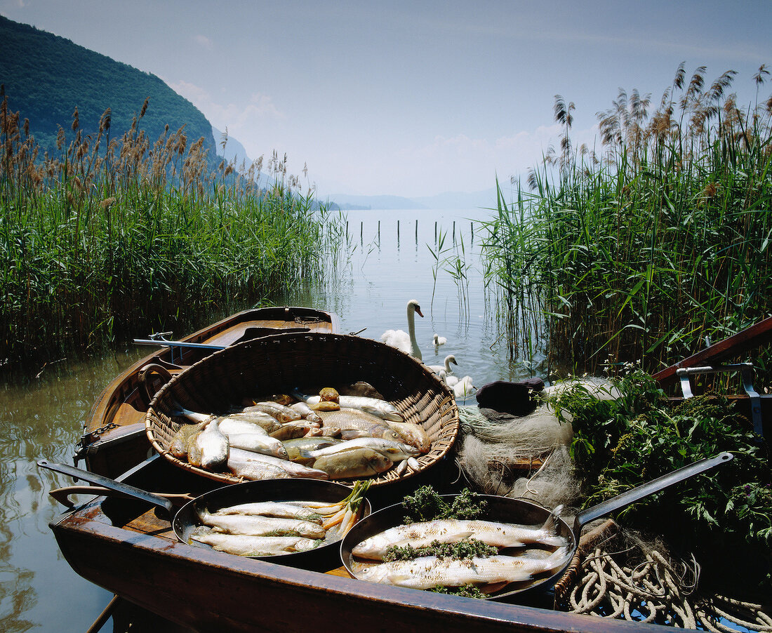 Verschiedene Fische im Boot am Fluss