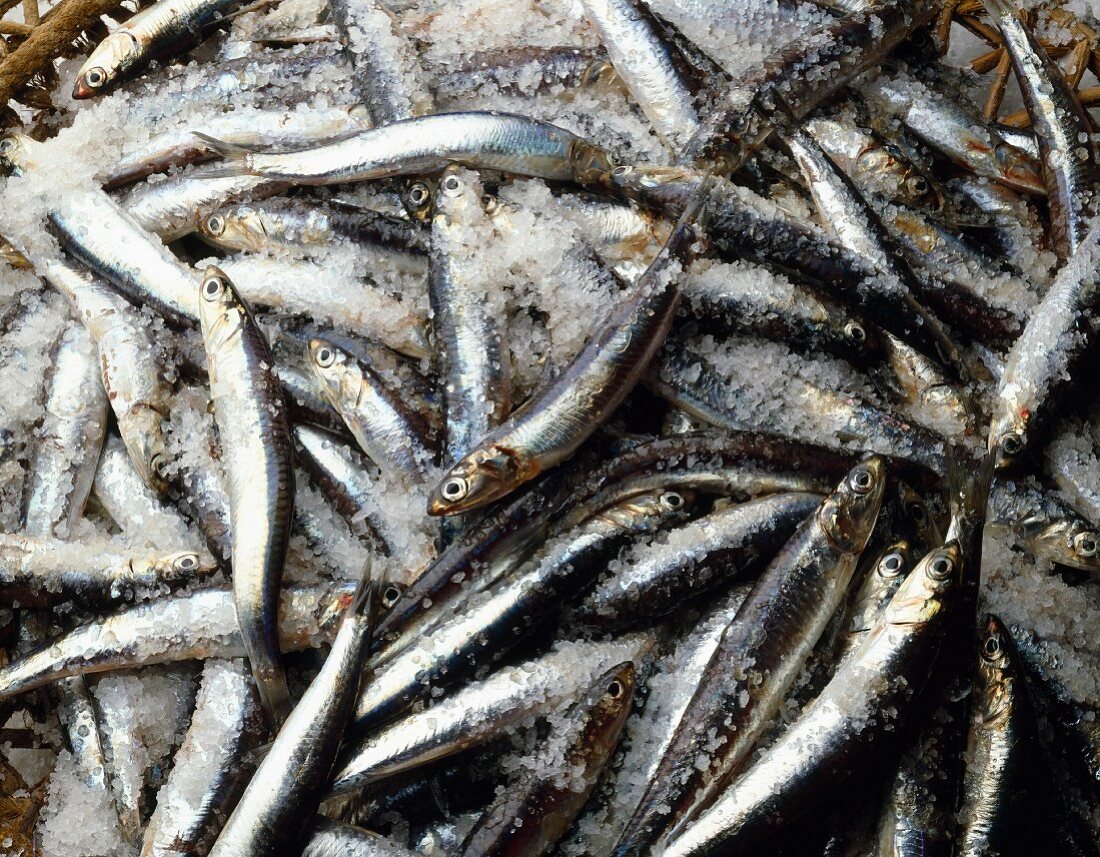 Anchovies in salt