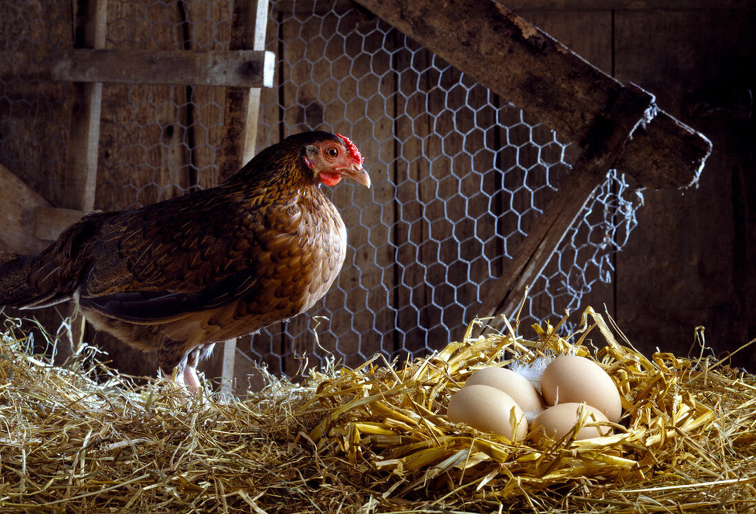 Henne im Hühnerstall mit Eiern im Strohnest