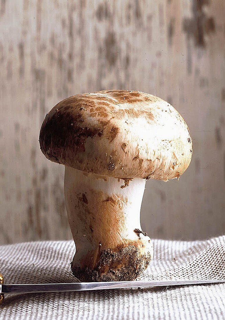 Mushroom (Agaricus bisporus)