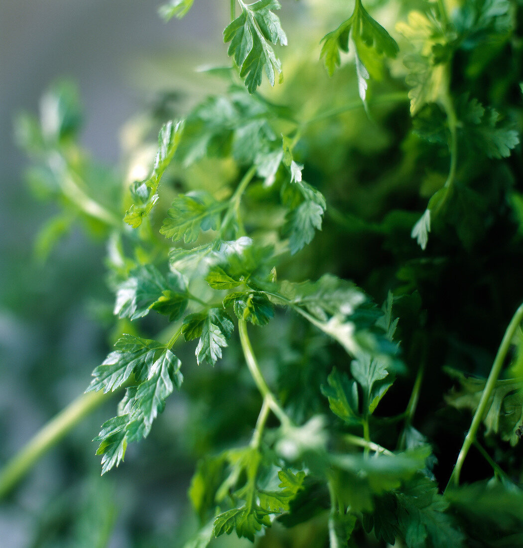 Coriander