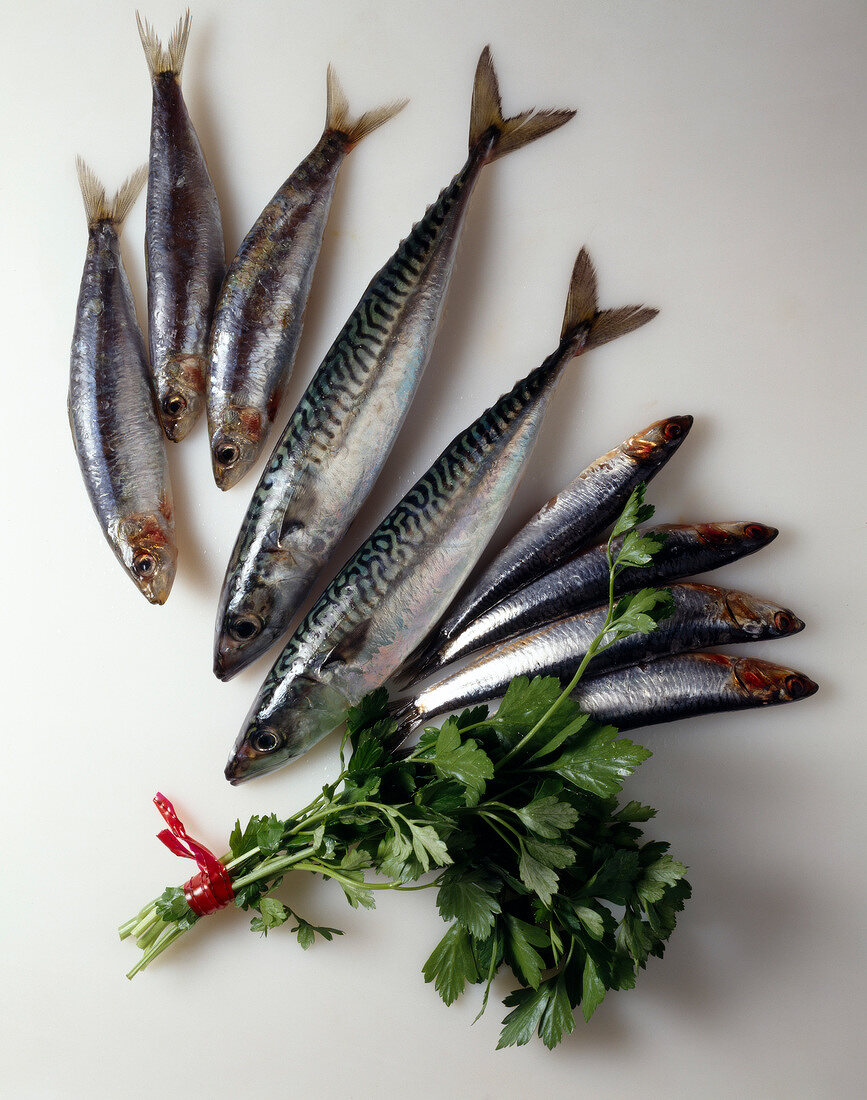 Fresh mackerel, sardines and anchovies