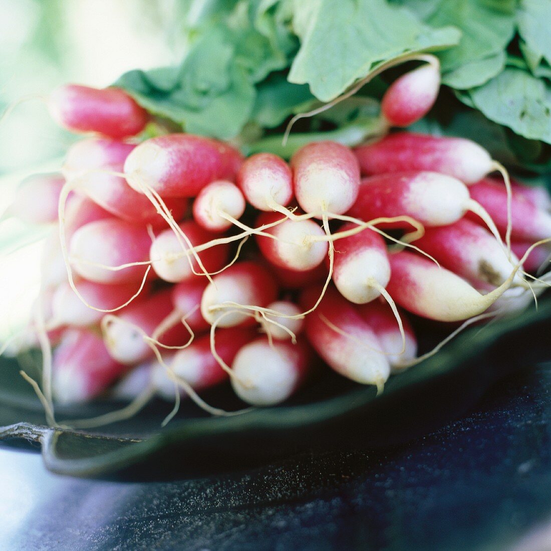 bunch of radishes