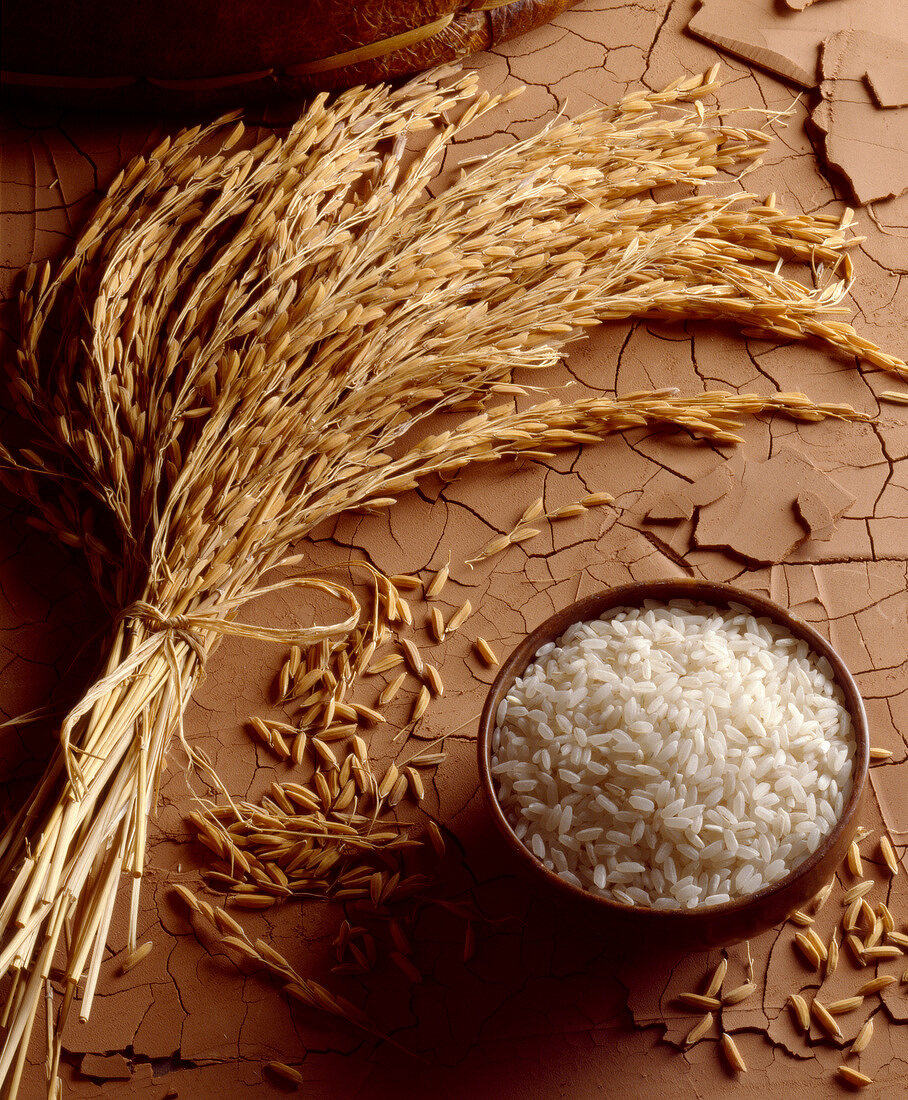 Reiskörner und Reisähren aus dem Senegal