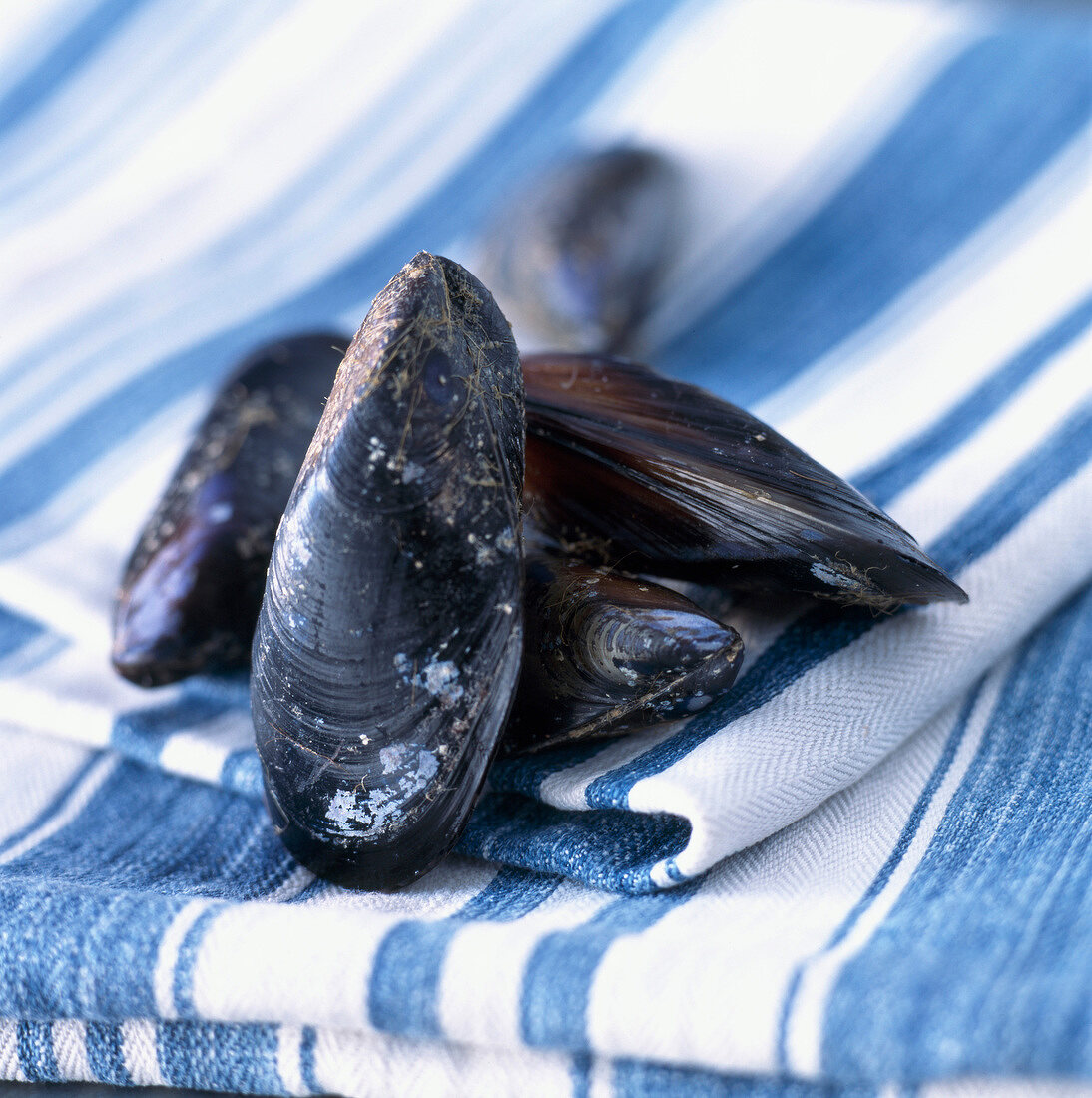 Mussels on tea towel