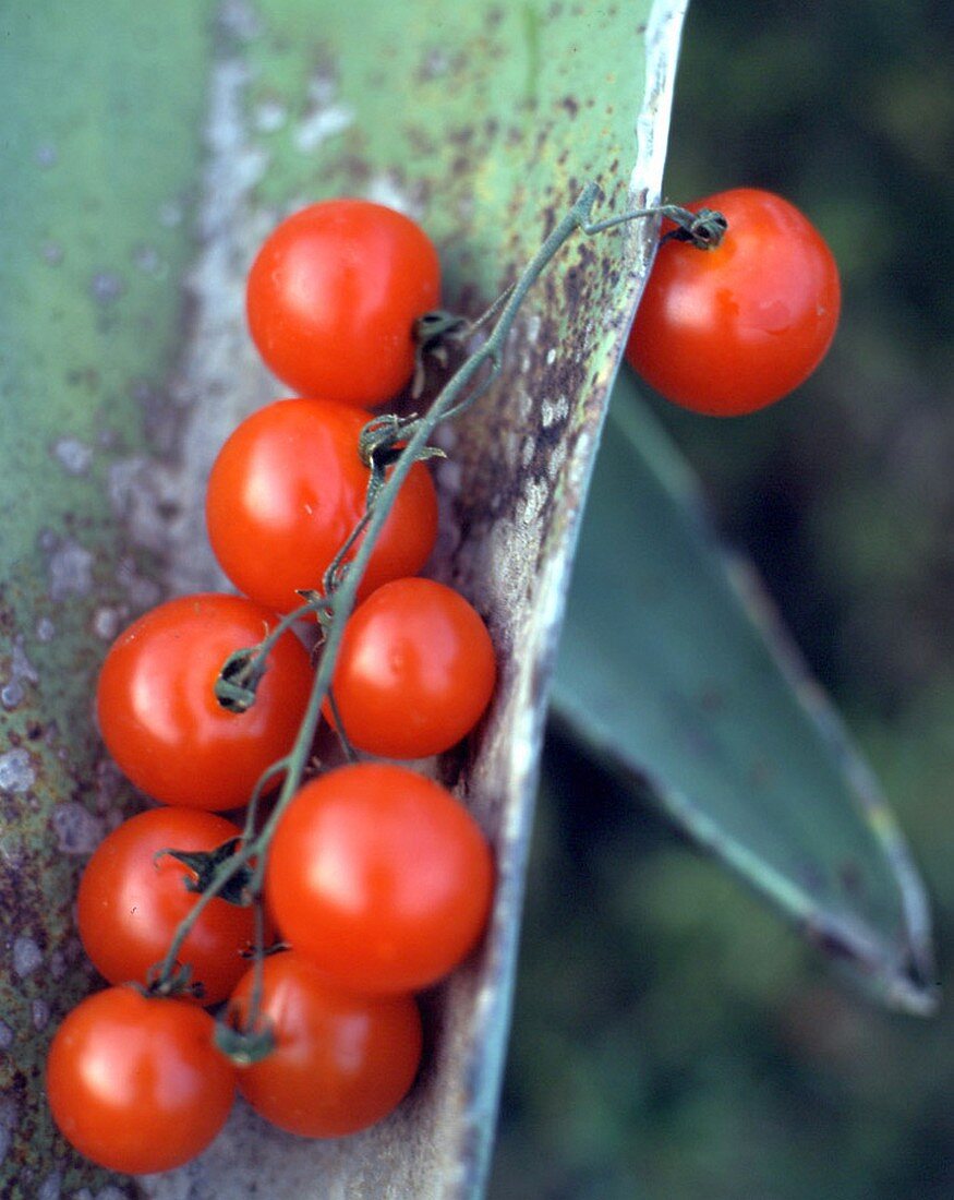 Tomaten an der Rispe