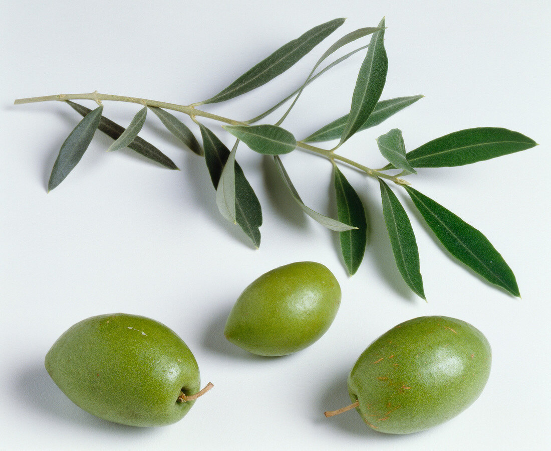Drei grüne Oliven und Olivenzweig