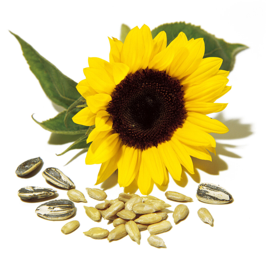 sunflower and seeds